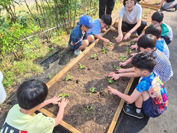 2026. 2학기 텃밭교육 활동(무 모종심기&고구마 수확)